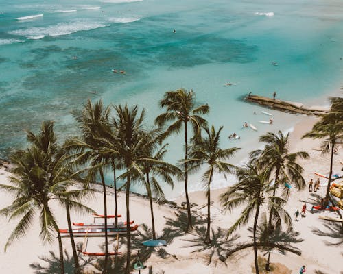 Free Palm Trees Near Body of Water Stock Photo