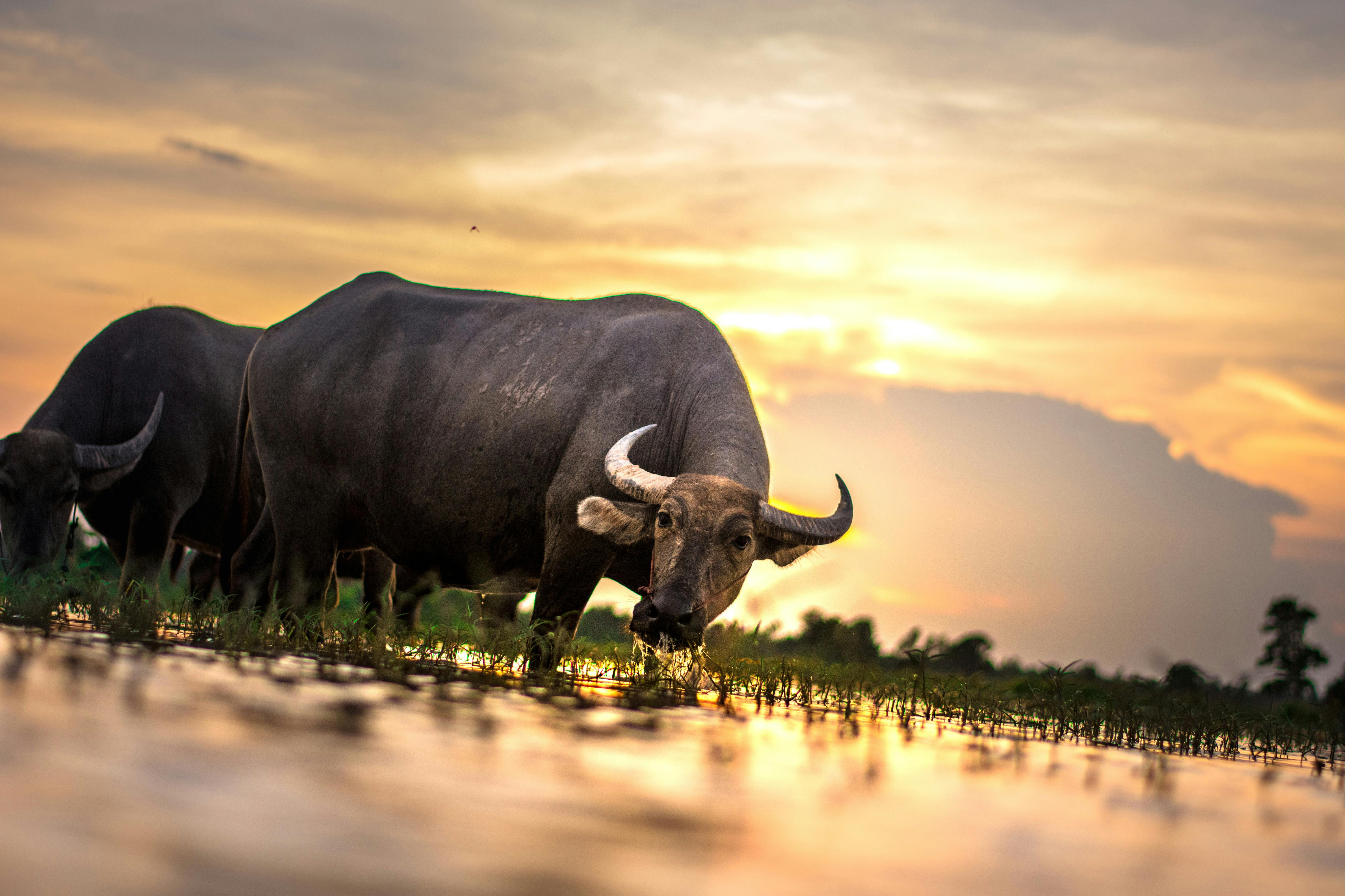 Bull Photos, Download The BEST Free Bull Stock Photos & HD Images