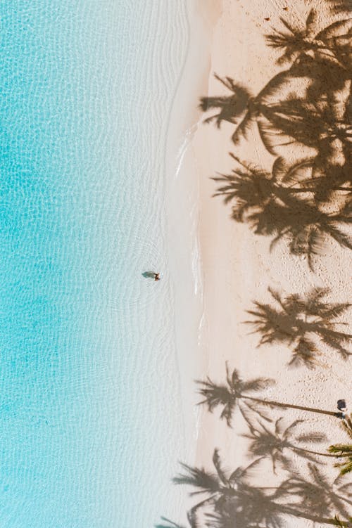 夏威夷, 天堂, 棕櫚樹 的 免费素材图片