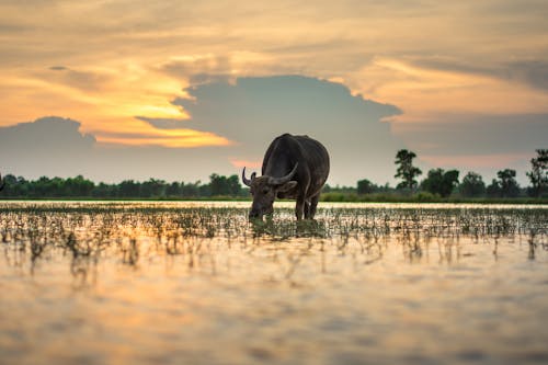 Ingyenes stockfotó alkonyat, békés, carabao témában