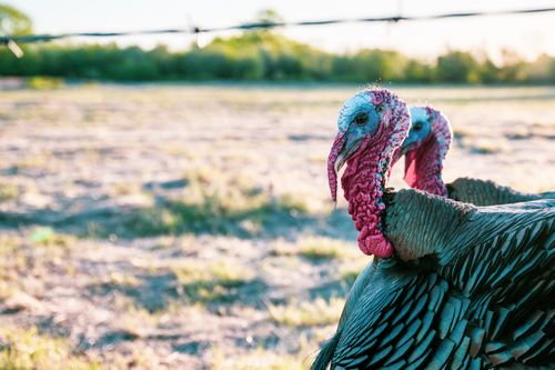 Free Predatory birds with long red snood and black plumage on farmland under sky Stock Photo