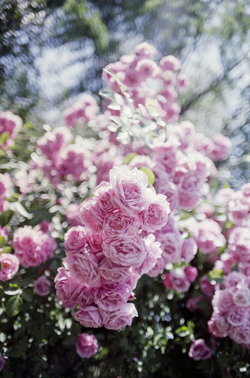 Kostnadsfri bild av blommor, blomning, delikat