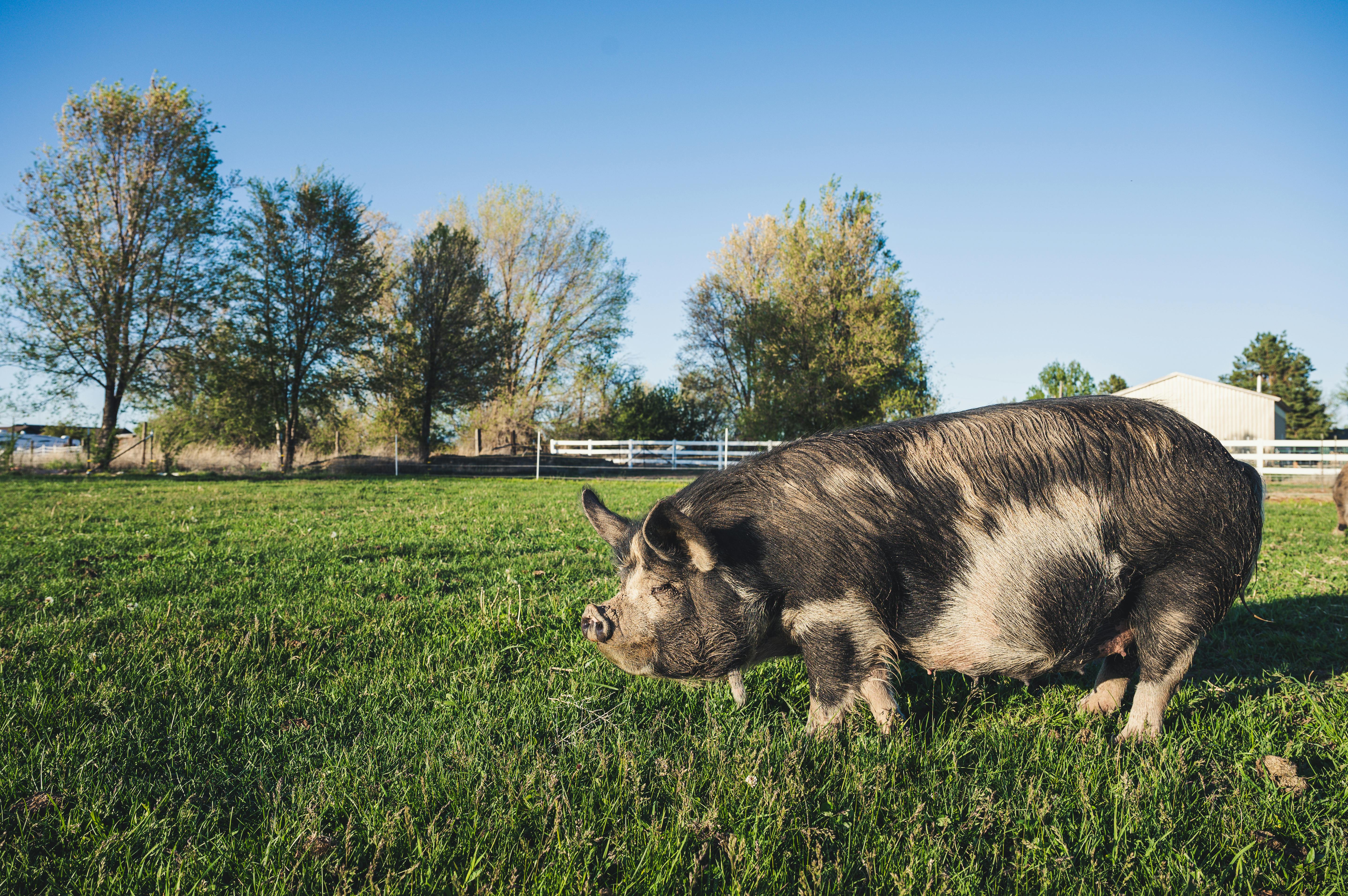 Big pig on grass lawn in countryside · Free Stock Photo