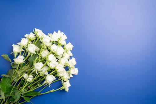 Free Bouquet of bright roses on thin stalks on blue background Stock Photo