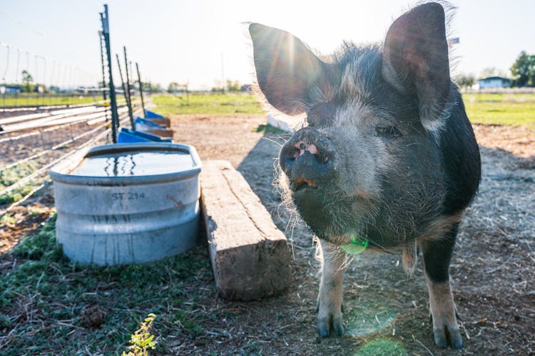 Muzzle Of Pig On Dry Terrain In Sunlight