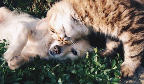 Free Orange Tabby Cat Beside Fawn Short-coated Puppy Stock Photo