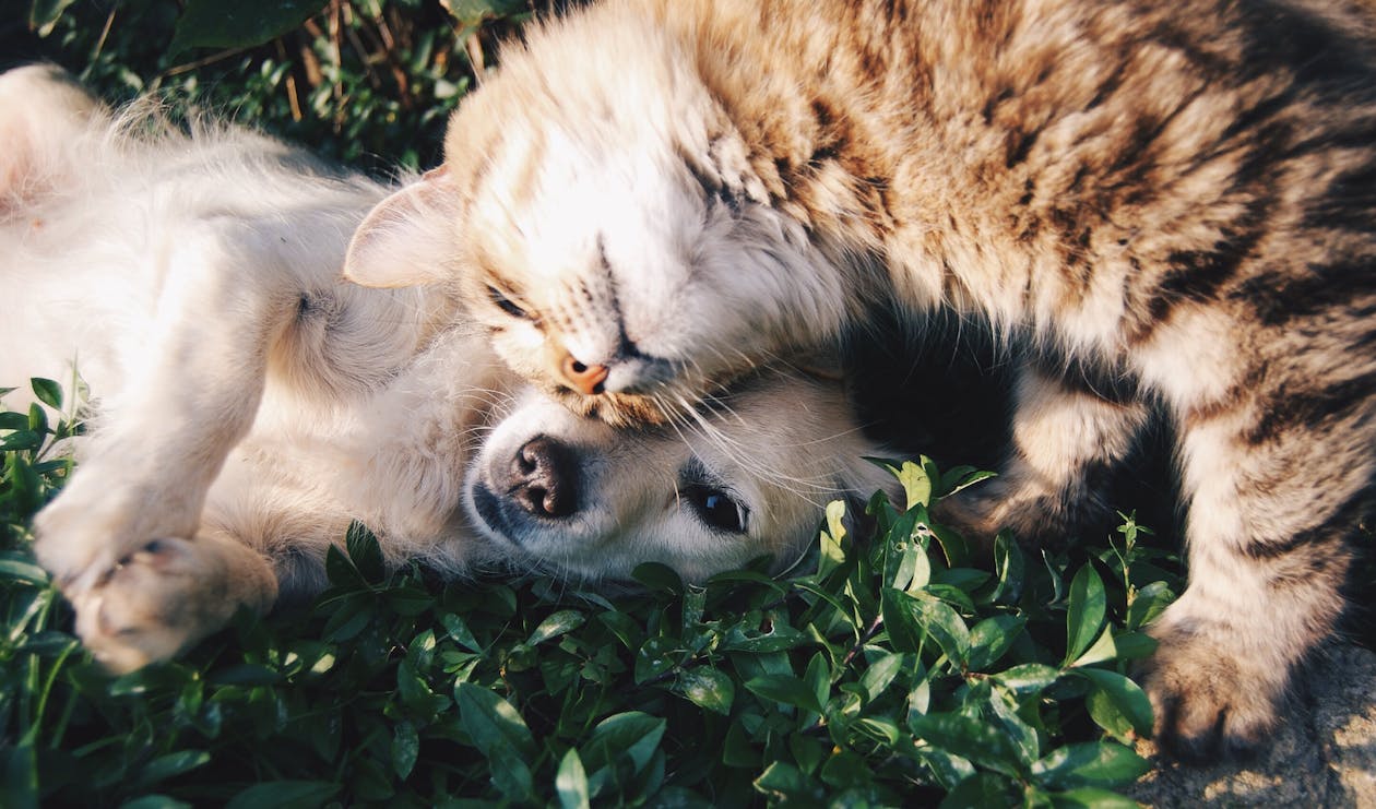 Free Orange Tabby Cat Beside Fawn Short-coated Puppy Stock Photo