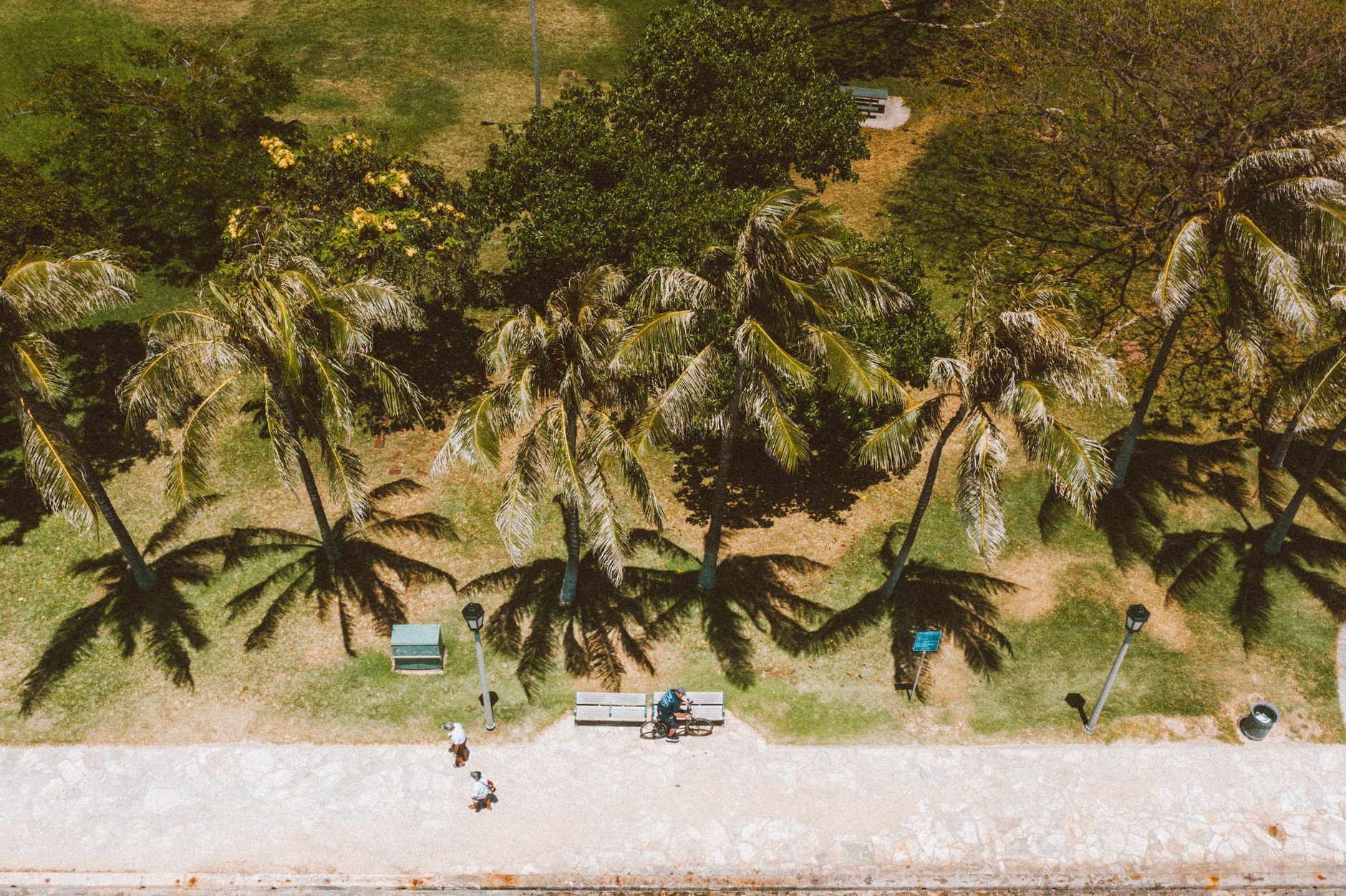 Aerial view of a sunlit park with palm trees and walking path in Hawaii.