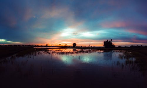 Silhouet Van Boom In De Buurt Van Waterlichaam