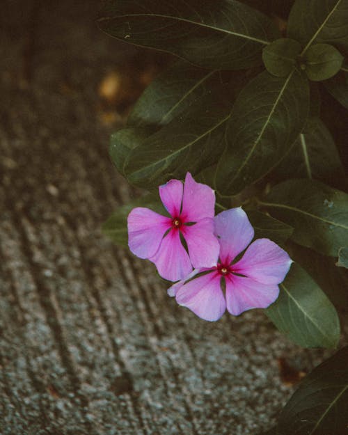 Blooming Pink Periwinkle Near Dark Green Leaves