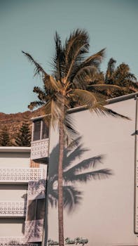 Retro-style photo of a palm tree casting shadow on a tropical building in Honolulu.