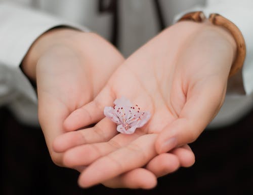 Free Person Holding White Flower Stock Photo