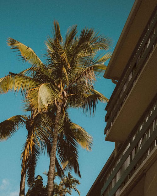 Low-Angle Shot of Palm Trees Near a House