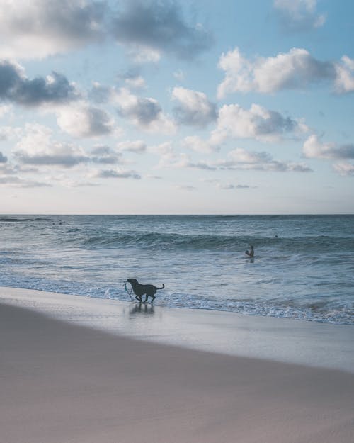 Foto stok gratis anjing, berjalan, gelombang