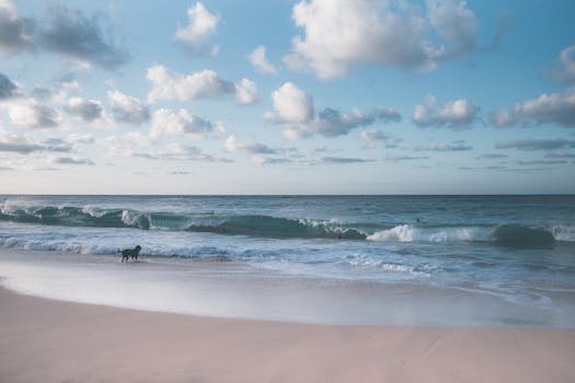 Tranquil beach scene in Hawaii with waves and a dog by the shore, capturing serene beauty.