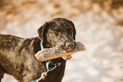 Gratis Fotos de stock gratuitas de animal domestico, canino, de cerca Foto de stock