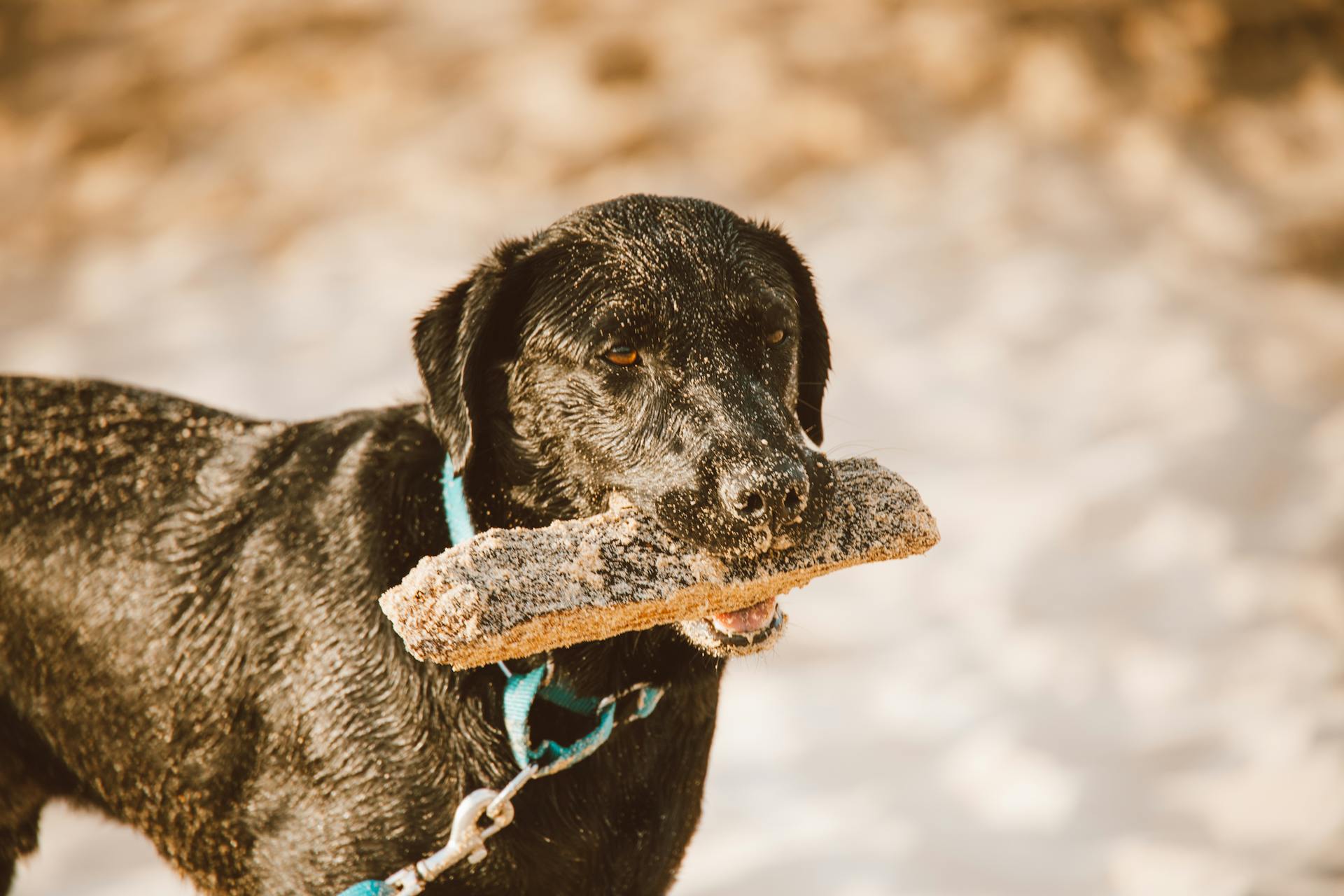 Un chien noir au collier bleu