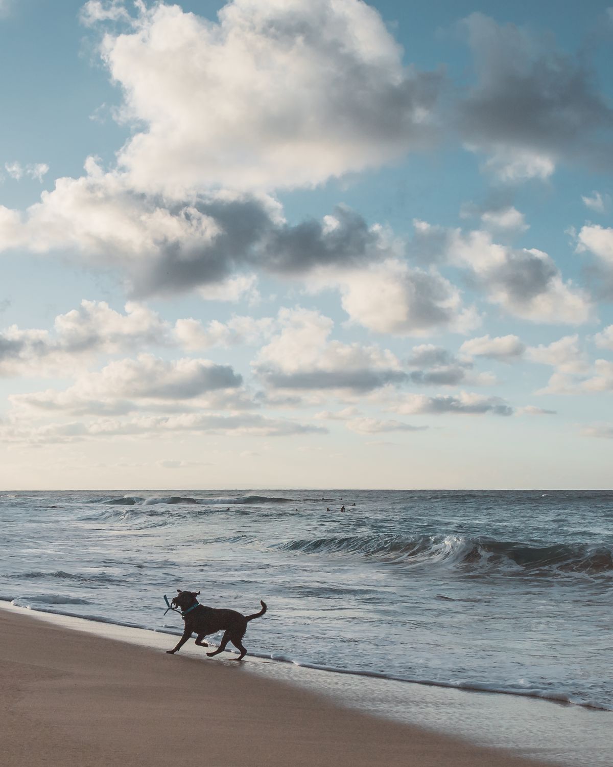 A joyful dog runs freely on a sandy tropical beach under a dramatic sky