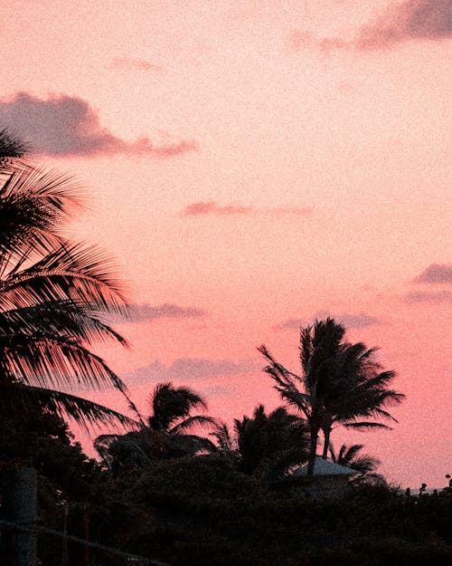 Silhouette of Palm Trees at Dusk 