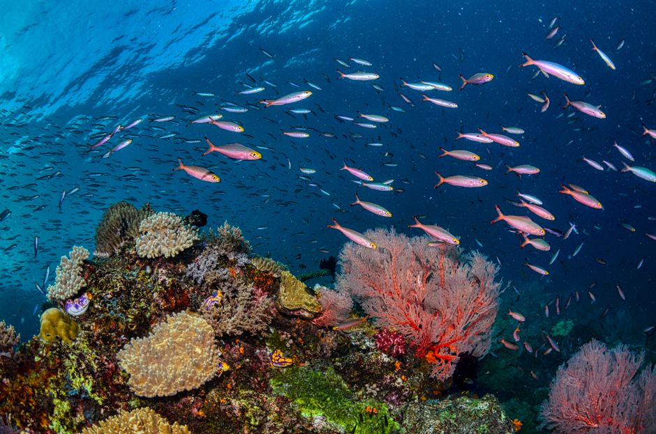 Bump Head Parrot Fish