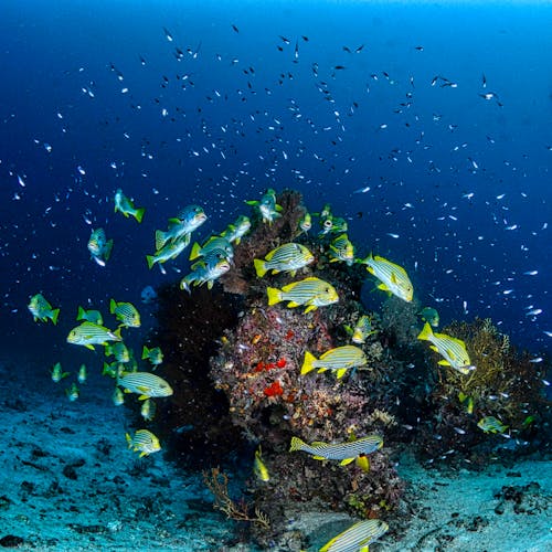 Free Fish and a Coral Reef Underwater  Stock Photo