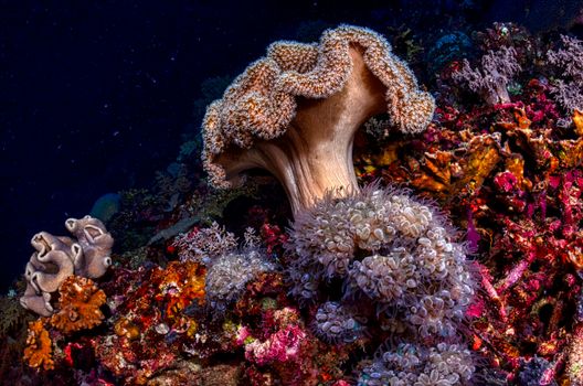 Colorful coral reef and marine life in West Papua, Indonesia.