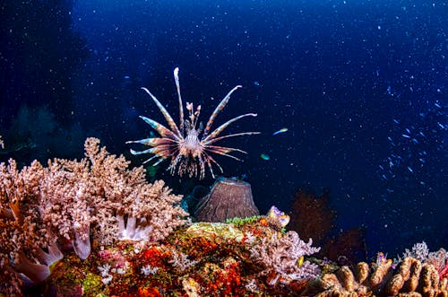 Free Red Lionfish and a Coral Reef Stock Photo