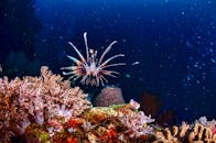 在印度尼西亚的深水中，一条令人惊叹的狮子鱼漂浮在色彩缤纷的珊瑚上