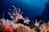 在印度尼西亚西巴布亚，色彩缤纷的珊瑚礁中游动着充满活力的狮子鱼