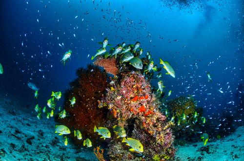 Free A stunning underwater scene showcasing diverse marine life around a colorful coral reef in Indonesia. Stock Photo
