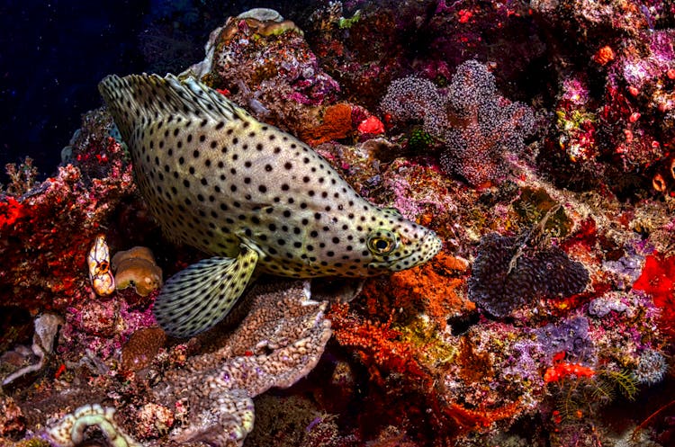 A Humpback Grouper At A Coral Reef