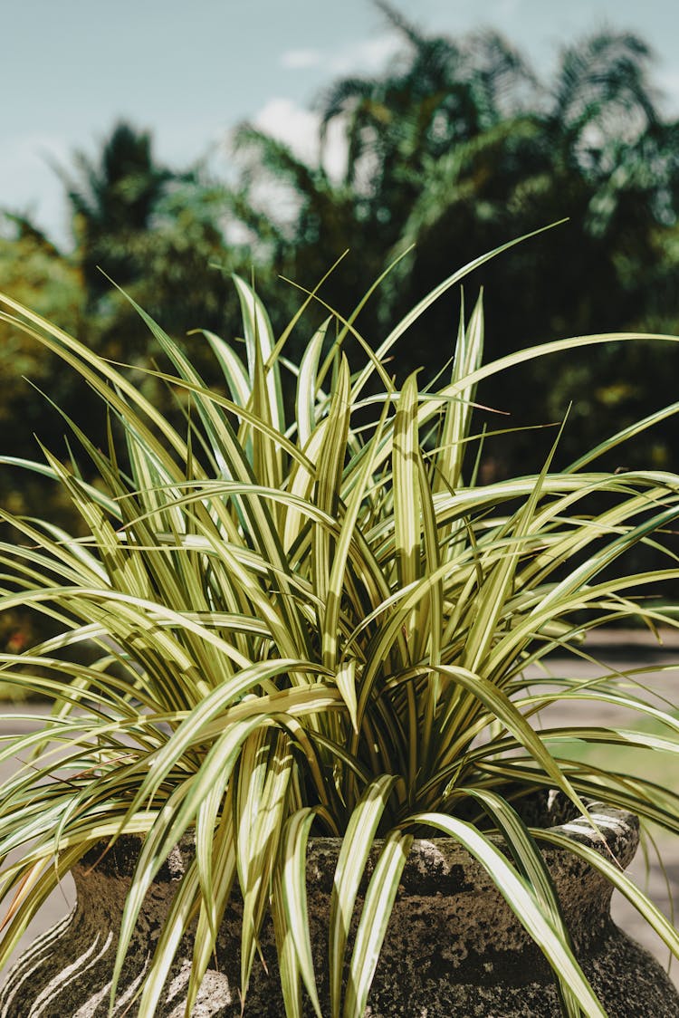 A Potted Spider Plant