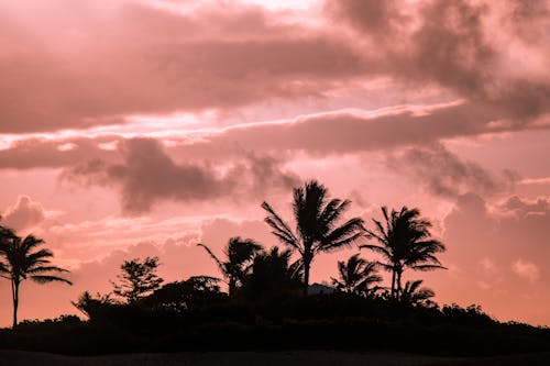 Silhouette of Coconut Trees During Sunset