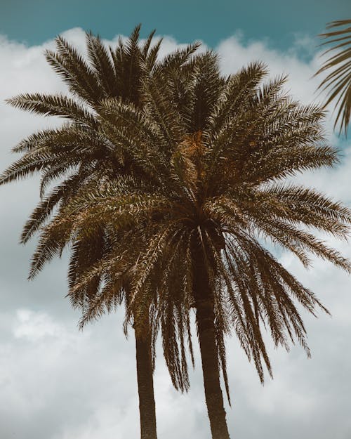 Kostenloses Stock Foto zu aufnahme von unten, himmel, palmen