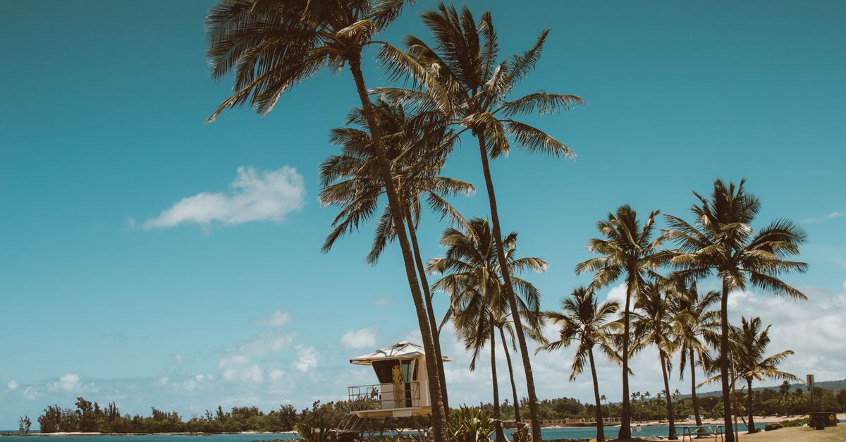 A tropical beach lined with coconut palm trees under a clear blue sky