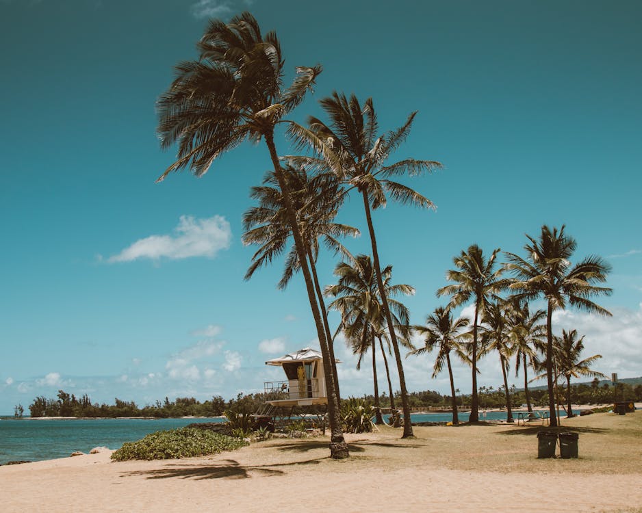 Tropical Beach with Coconut Palm Trees