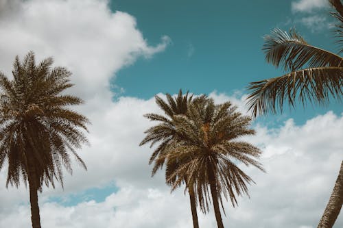 Kostenloses Stock Foto zu aufnahme von unten, himmel, kokosnussbäume