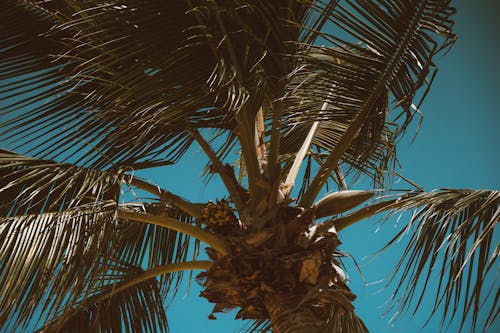 Close-Up Photo of a Coconut Palm Tree