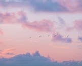 宁静的暮光下，天空被柔和的色彩勾勒，一群鸟儿在飞翔，营造出一种宁静的氛围