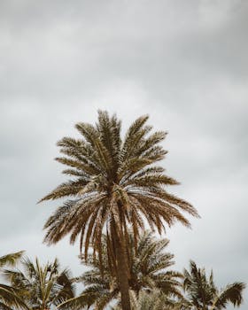 Majestic palm trees reaching up to a cloudy sky in Pupukea, Hawaii, creating a tranquil tropical scene.