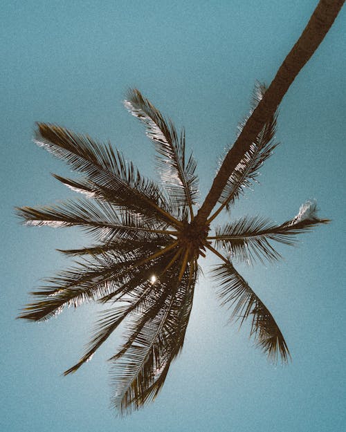 Free A Palm Tree Under the Blue Sky  Stock Photo