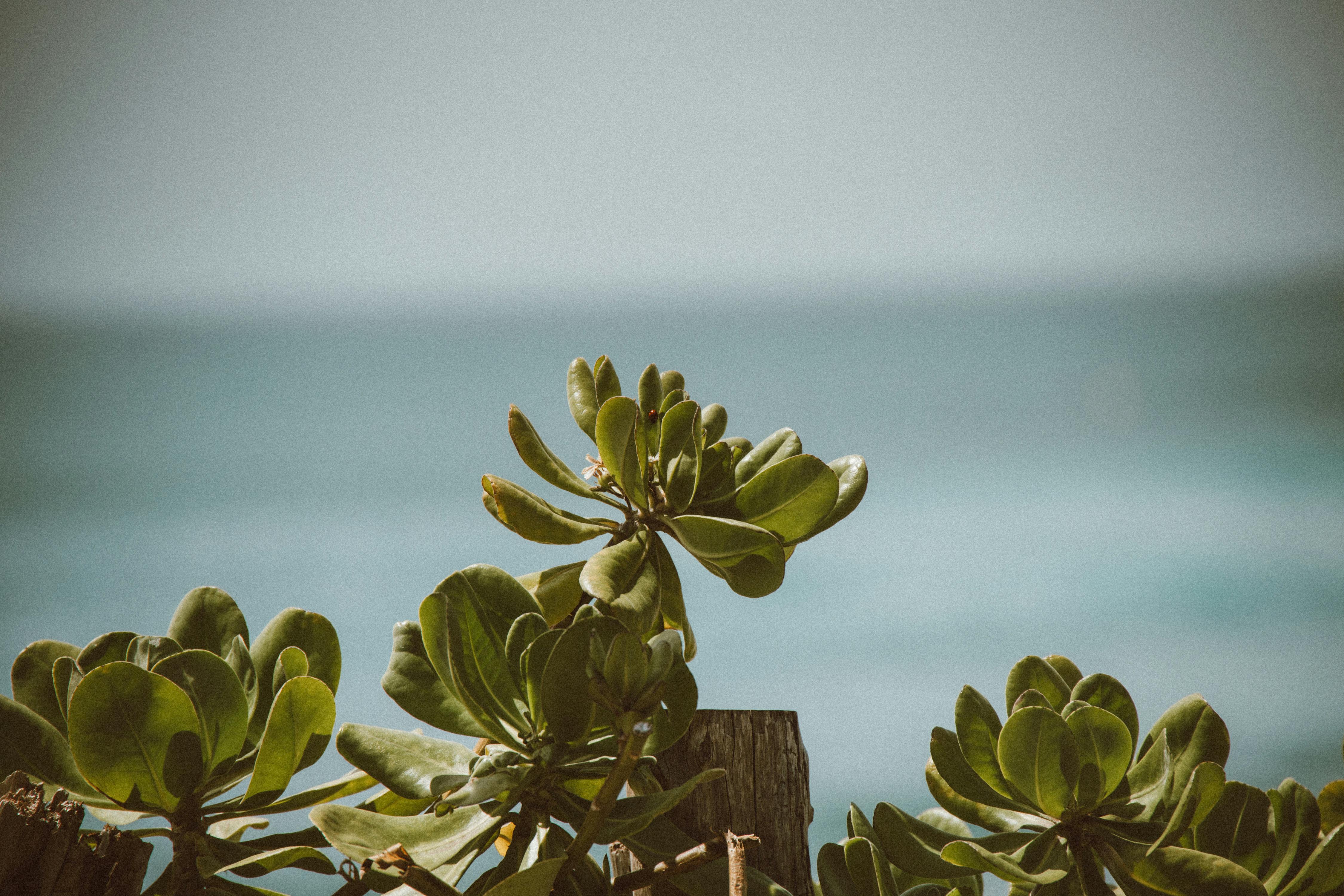 郁郁葱葱的绿叶对宁静的海景特写，唤起宁静的海滨氛围