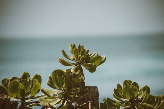 郁郁葱葱的绿叶特写映衬着宁静的海景，营造出静谧的海滨氛围