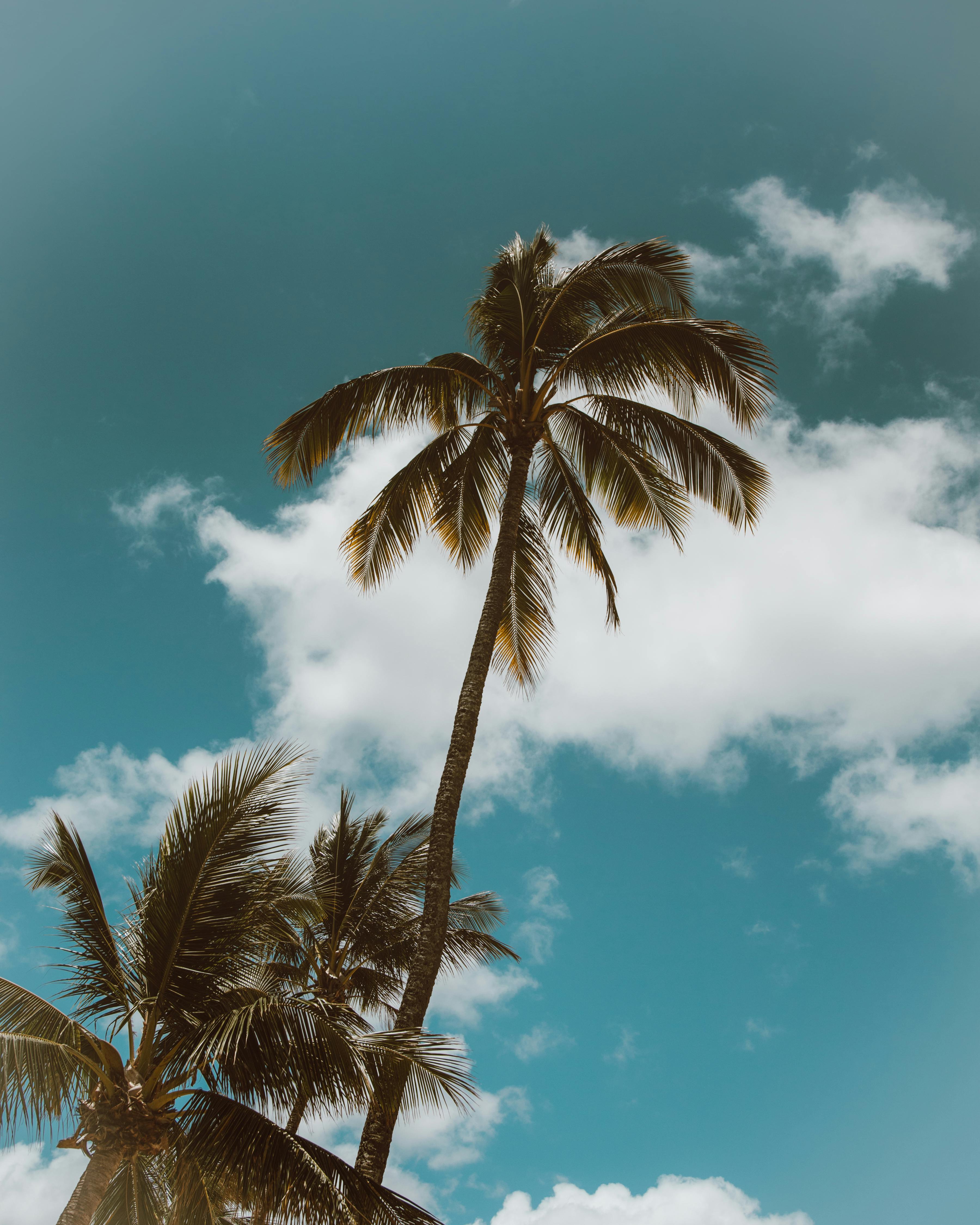 palm trees under the blue sky