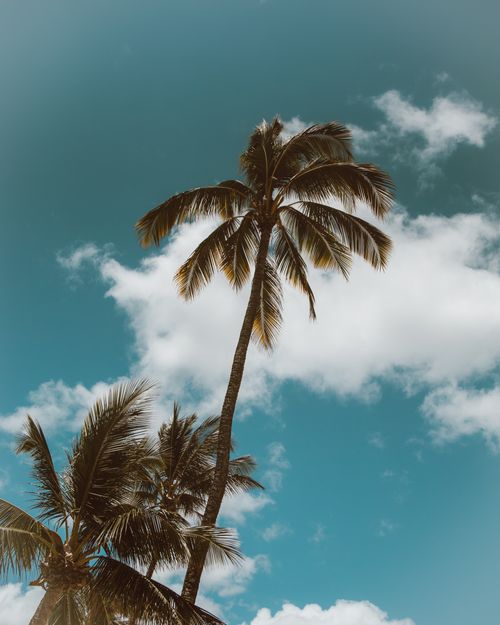 Free Tropical palm trees reaching towards a clear blue sky in Hawaii, perfect for travel and nature themes. Stock Photo