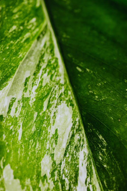 Green Leaf with Variation in Close Up View