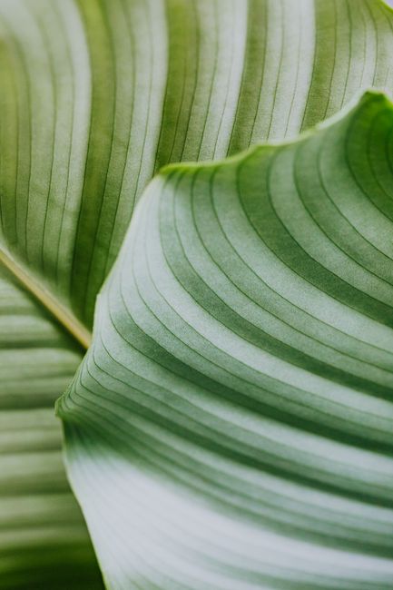 Close-up shot of lush green tropical leaves showcasing natural patterns and textures.