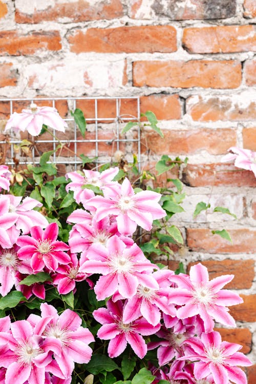 Pink Flowers With Green Leaves