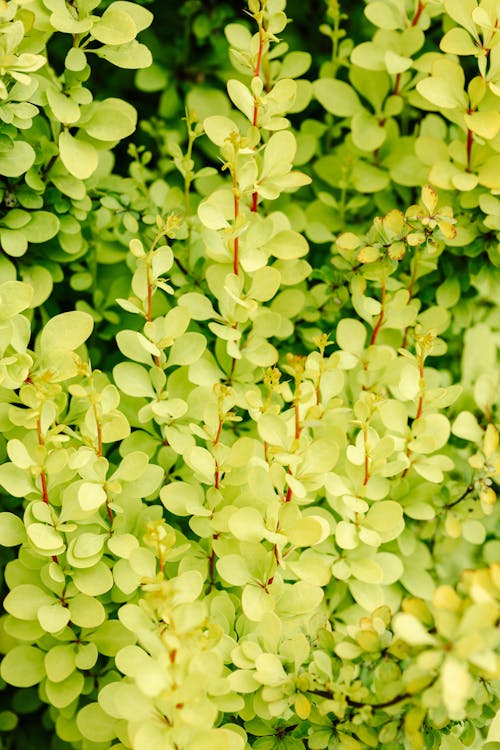 Základová fotografie zdarma na téma botanický, jasný, keřík