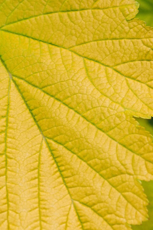 Close Up Photography of a Leaf